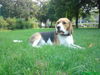 Beagle Foto (ID 38311) Beagle Hund