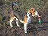 Beagle Foto (ID 38310) Beagle Hund