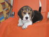 Beagle Foto (ID 38155) Beagle Hund