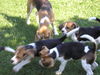 Beagle Foto: meine Geschwister und Ich (ID 36873) Beagle Hund