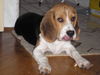 Beagle Foto: iron-iseo (ID 36760) Beagle Hund