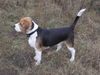Beagle Foto: iron-iseo (ID 36761) Beagle Hund