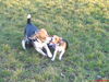 Beagle Foto: zwei freunde (ID 37621) Beagle Hund