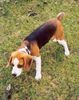 Beagle Foto: meine Boni (ID 20821) Beagle Hund