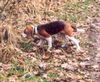 Beagle Foto: meine Boni (ID 20823) Beagle Hund