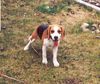 Beagle Foto: Boni aus Polen (ID 20812) Beagle Hund