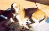 Beagle Foto: Boni aus Polen (ID 20811) Beagle Hund