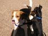 Beagle Foto: Snoopy und Snoopy beim Spielen (ID 22285) Beagle Hund