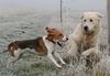 Beagle Foto: Wer wollte hier frech werden? (ID 37571) Beagle Hund