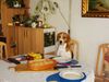 Beagle Foto: mein Spike (ID 28517) Beagle Hund