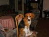 Beagle Foto: mein Spike (ID 28516) Beagle Hund