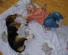 Beagle Foto: Die zwei dicksten Freunde - Tamira und Alexander (ID 17484) Beagle Hund