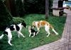 Beagle Foto: Coffin mit 2 Barsois (ID 16836) Beagle Hund