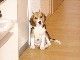 Beagle Foto: Teufelchen (ID 29492) Beagle Hund