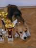 Beagle Foto: Ch. Rapsodia Polkrza (ID 13576) Beagle Hund