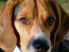 Beagle Foto: Timmi :-) (ID 17321) Beagle Hund