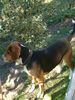 Beagle Foto: Timmi (ID 17320) Beagle Hund
