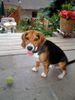 Beagle Foto (ID 16411) Beagle Hund