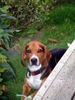 Beagle Foto (ID 16412) Beagle Hund