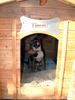 Beagle Foto: Timmi im Haus :-) (ID 17322) Beagle Hund