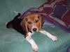 Beagle Foto: katinka mit 14 wochen (ID 8148) Beagle Hund