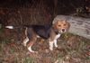 Beagle Foto: katinka mit 14 wochen (ID 8149) Beagle Hund