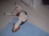 Beagle Foto: katinka live (ID 8150) Beagle Hund