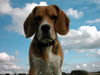 Beagle Foto: Velten The FortueHunters (ID 37005) Beagle Hund