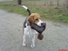 Beagle Foto: meinem Beute :-) (ID 36872) Beagle Hund