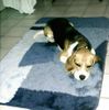 Beagle Foto: Wilma (ID 24365) Beagle Hund
