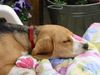 Beagle Foto: yosie (ID 13966) Beagle Hund