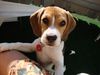 Beagle Foto: Zoe von Amade AUSTRIA (ID 36356) Beagle Hund