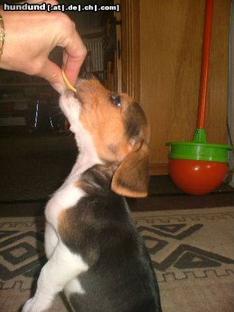 Beagle Hunde Foto 14354 Beagle HUUUUNGEEER !!!