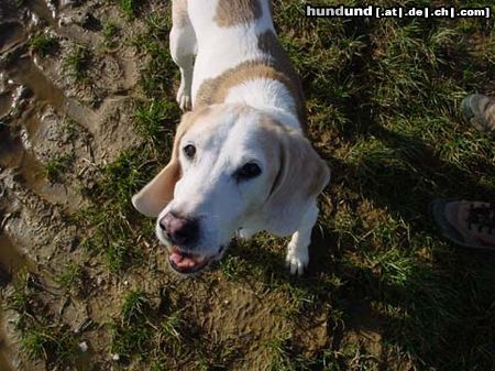 Beagle Hunde Foto 3743 Beagle Immer nen kessen Spruch auf der Lippe!