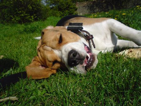 Beagle Hunde Foto 38309 Beagle