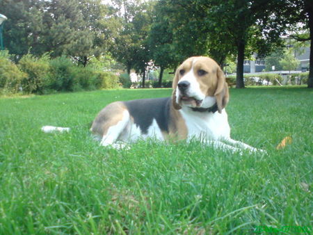 Beagle Hunde Foto 38311 Beagle