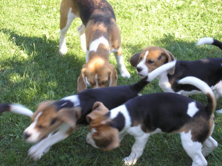 Beagle Hunde Foto 36873 Beagle meine Geschwister und Ich