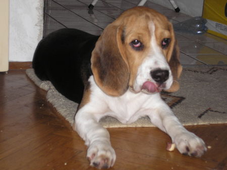 Beagle Hunde Foto 36760 Beagle iron-iseo