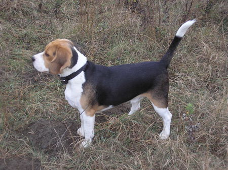 Beagle Hunde Foto 36761 Beagle iron-iseo