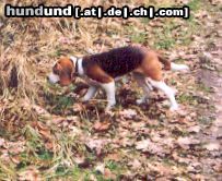 Beagle Hunde Foto 20823 Beagle meine Boni