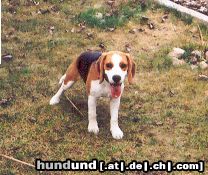 Beagle Hunde Foto 20812 Beagle Boni aus Polen