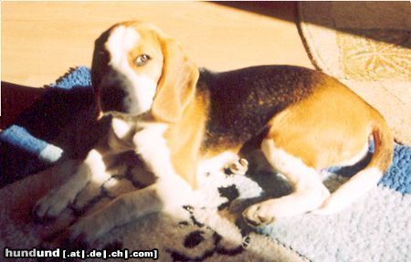 Beagle Hunde Foto 20811 in höherer Auflösung ansehen Beagle Boni aus Polen
