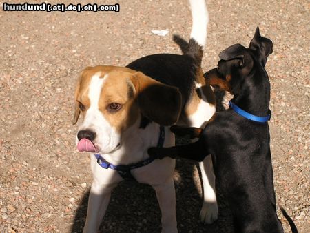 Beagle Hunde Foto 22285 in höherer Auflösung ansehen Beagle Snoopy und Snoopy beim Spielen