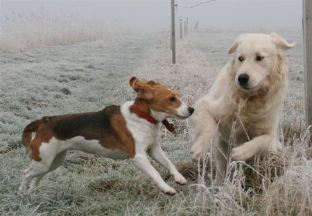 Beagle Hunde Foto 37571 in höherer Auflösung ansehen Beagle Wer wollte hier frech werden?