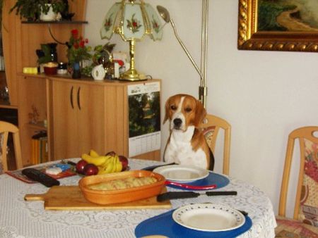 Beagle Hunde Foto 28517 in höherer Auflösung ansehen Beagle mein Spike