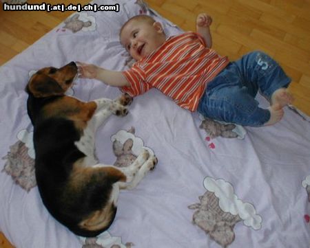 Beagle Hunde Foto 17484 Beagle Die zwei dicksten Freunde - Tamira und Alexander