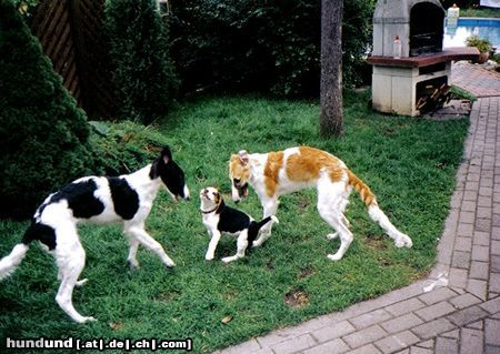 Beagle Hunde Foto 16836 in höherer Auflösung ansehen Beagle Coffin mit 2 Barsois