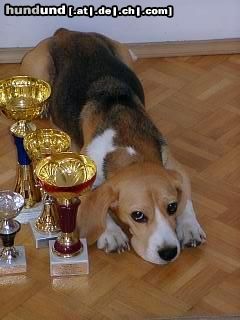 Beagle Hunde Foto 13576 Beagle Ch. Rapsodia Polkrza