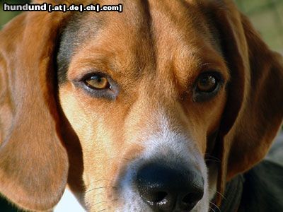 Beagle Hunde Foto 17321 in höherer Auflösung ansehen Beagle Timmi :-)