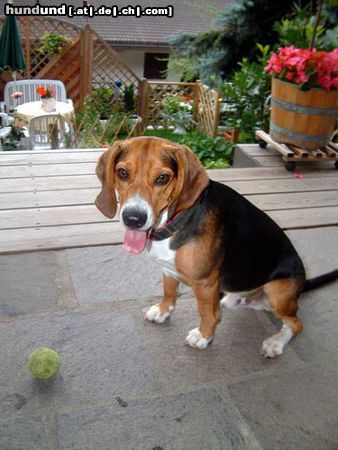 Beagle Hunde Foto 16411 in höherer Auflösung ansehen Beagle